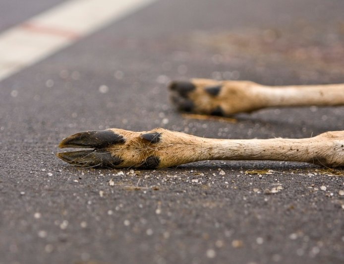 Deputy’s Scream When ‘Dead’ Deer Wakes up Goes Viral (Video)