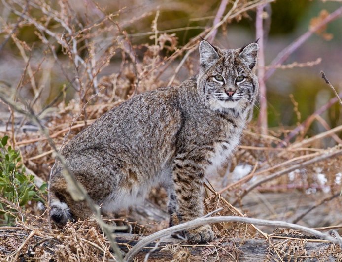 Police Use Drone to Catch Bobcat ‘Burglar’ in Washington Home