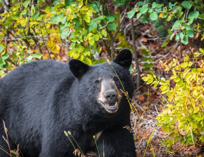 Large Bear Walks Around Colorado Building Like He Owns It