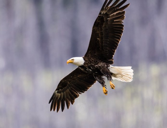 WATCH: Bald Eagle Swoops Down to Make a Catch in Calgary