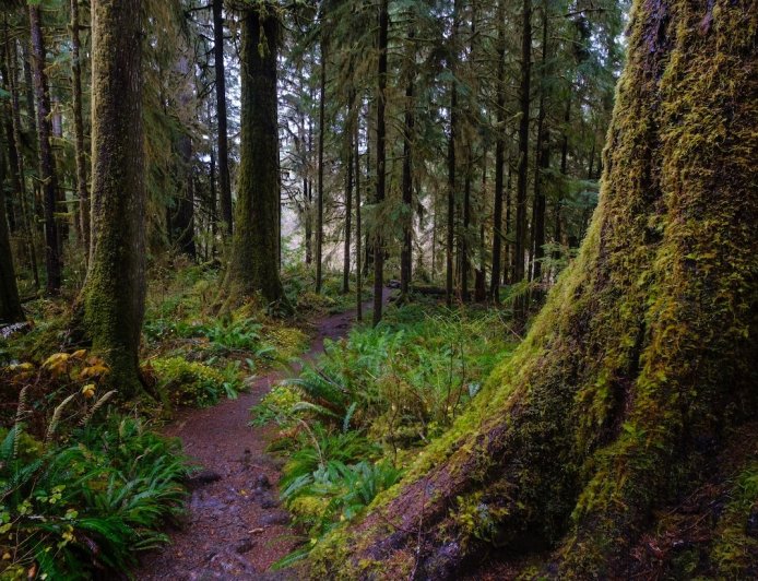 Olympic National Park Is Asking for Help Locating Missing Hiker
