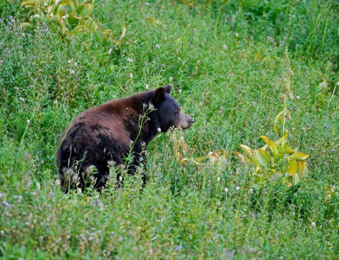 ‘Front-Row Seat to the Circle of Life’: Bear Hunts in Front of Hikers
