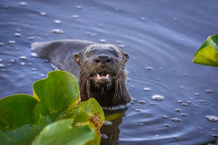Wild Otter Attacks Woman Swimming in Lake Tahoe