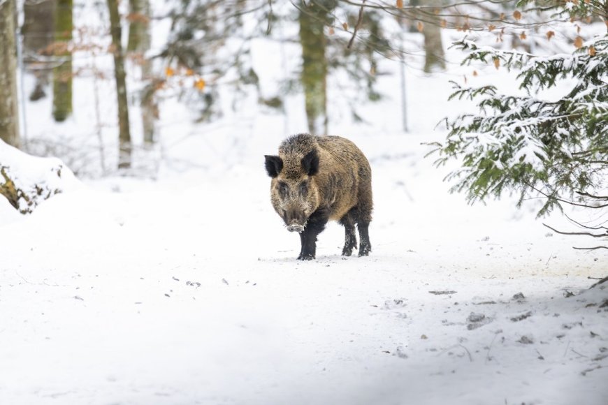 Wild Boar Attacks Snowboarders in Japan (Video)