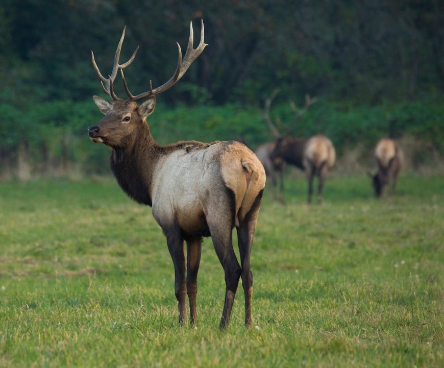 WATCH: Real Elk Tries to Pick a Fight With a Wooden Elk Statue