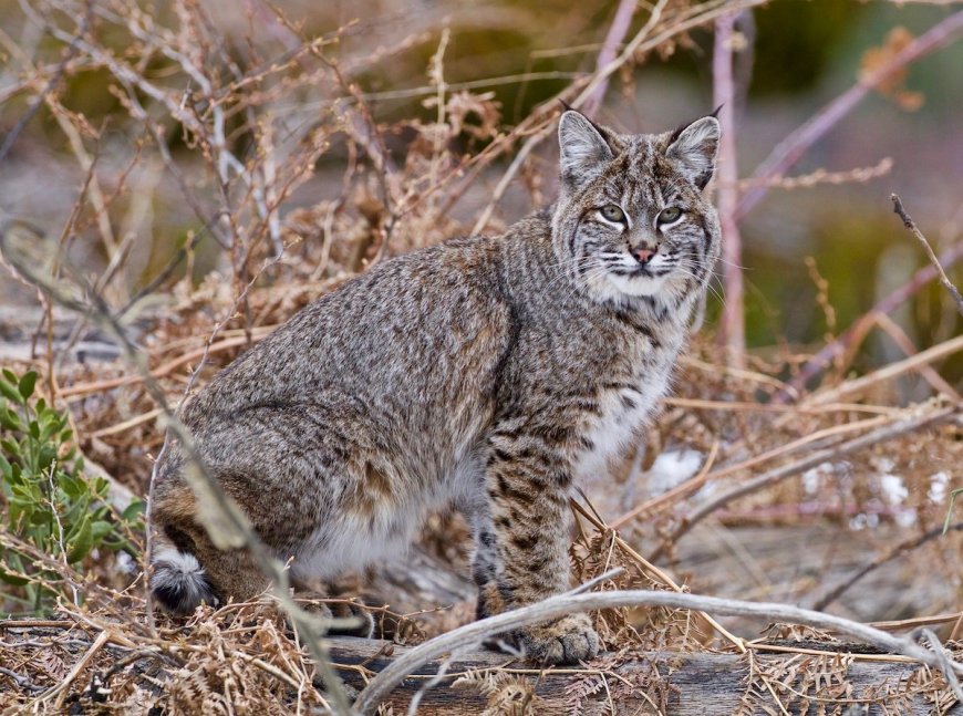 Police Use Drone to Catch Bobcat ‘Burglar’ in Washington Home