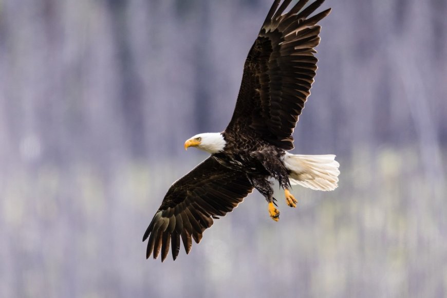 WATCH: Bald Eagle Swoops Down to Make a Catch in Calgary