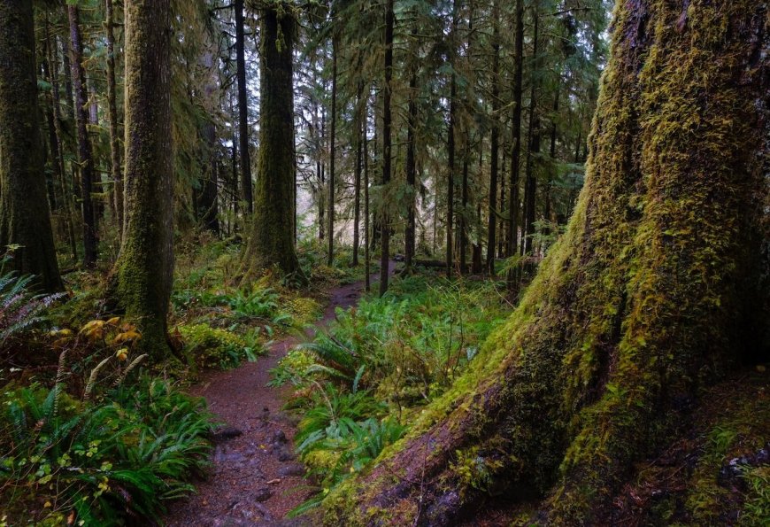 Olympic National Park Is Asking for Help Locating Missing Hiker